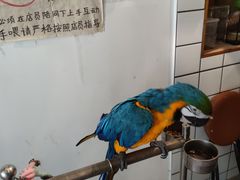 -吉丁鸟咖·异宠·寄养