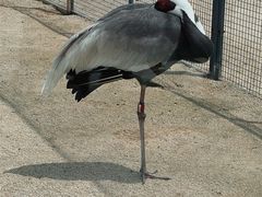 -盐城丹顶鹤湿地生态旅游区