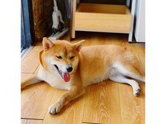-柴犬高等学院·狗咖·柴犬售卖·宠物训练