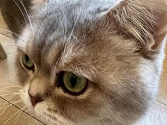 -Let's go狗咖·猫咖·奶狗·桌游(春熙路IFS店)