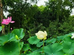 -莲花池公园