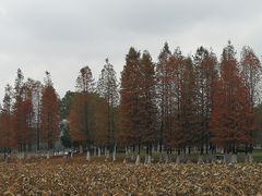 -艾溪湖湿地公园