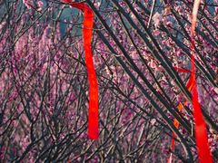 -雨花胜境
