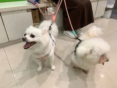 -辛巴宠物医疗中心·骨科·内分泌专科·心肾专科(亭林公园店)