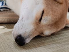 -逗柴咖啡屋·狗咖猫咖宠物桌游