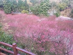 -湖南嵩云山国家森林公园