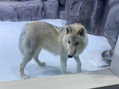 -海合安青岛极地海洋公园