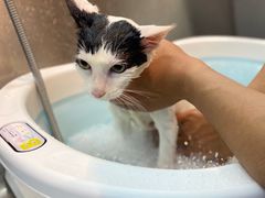 -PETKIT小佩宠物·低压洗护(国顺东路店)