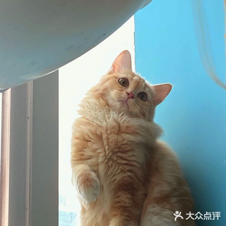 咖｜2只驼驼+27只猫猫的至尊服务