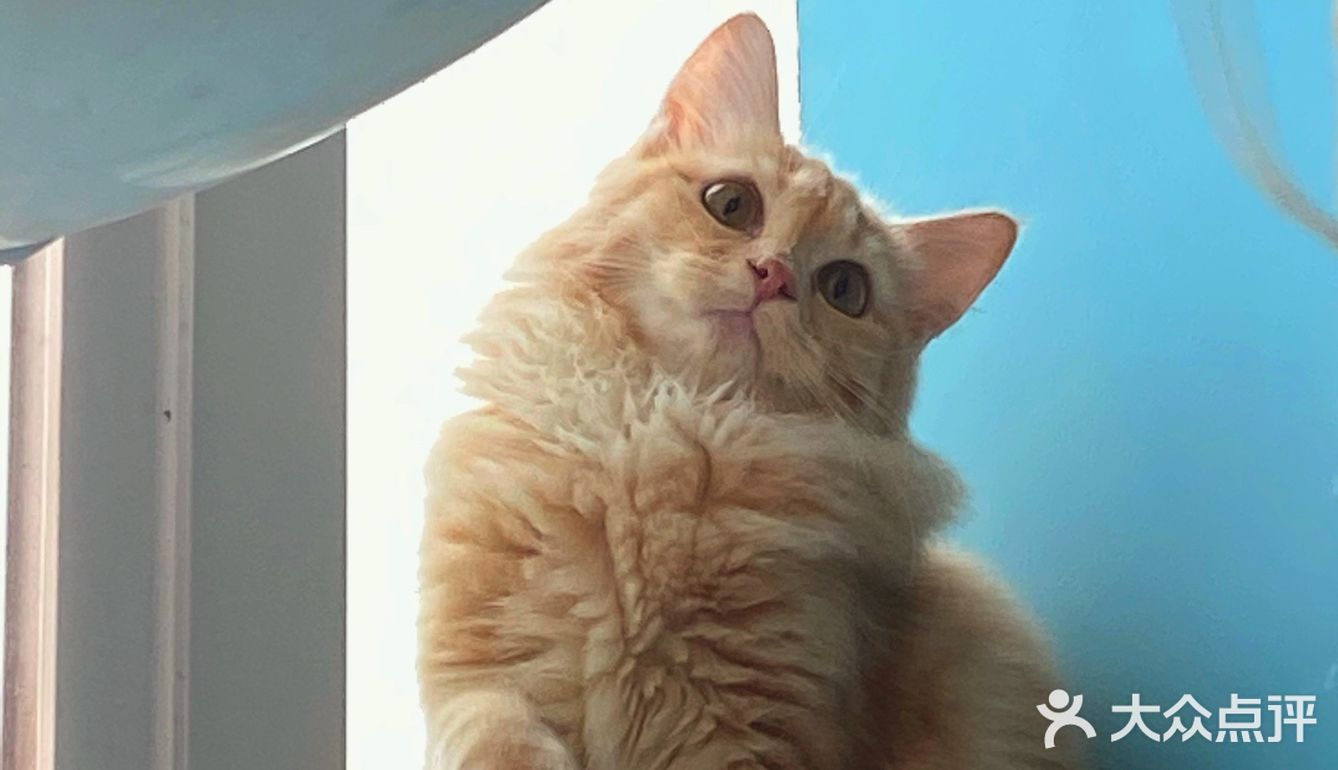 咖｜2只驼驼+27只猫猫的至尊服务