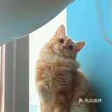 咖｜2只驼驼+27只猫猫的至尊服务