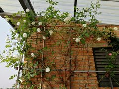 -金谷域澳洲庄园