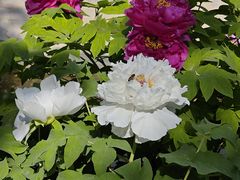 -太阳宫公园
