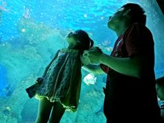 -芜湖新华联大白鲸海洋公园