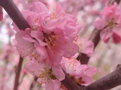 -桃花堤公园