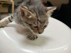 -宠颐生猫科·内科皮肤科(西平世纪城店)