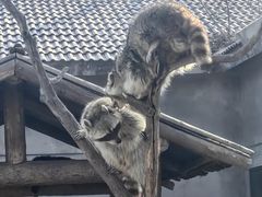 -石家庄市动物园