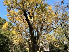 -西湖风景区十里琅珰-五云山