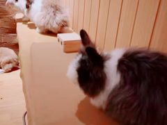 -猫猫幼稚园·撸猫·桌游·电玩