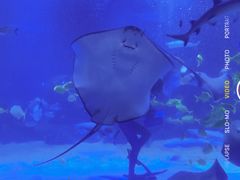 -石家庄海洋公园
