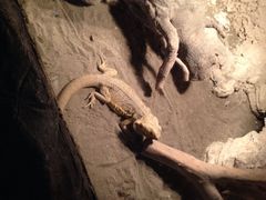-上海大自然野生昆虫馆