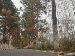 -合肥滨湖国家森林公园