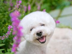 -超宠爱宠物摄影-Super pet