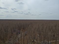 -黄海国家森林公园