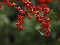 -十八棵（老龙井）御茶园(老龙井店)