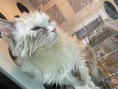 -老吴的猫·猫舍(新区店)