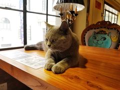 -more than meow吴止猫主题餐厅(承德 中船汇店)