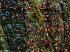 -枪火串烧·东北特色烧烤(罗湖总店)