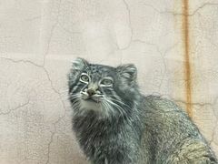 -青藏高原野生动物园