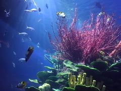 -迪拜帆船酒店海底餐厅