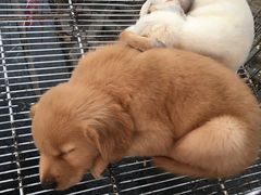 -桂林市花鸟市场