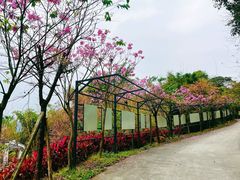 -南丹山森林王国