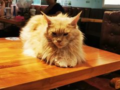 -猫小院猫主题餐厅(三里屯店)