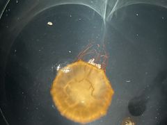 -大阪海游馆