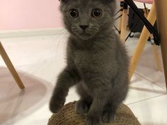 -三花喵·撸猫购宠·宠物生活馆(虹桥南丰城店)