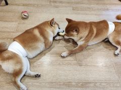 -南京Hallo宠物乐园·哈罗犬舍·柴犬繁育基地
