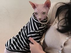 -有猫主题·治愈系猫咖(曾厝垵店)