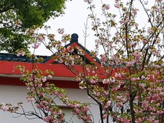 -嘉定紫藤园