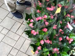 -花园街