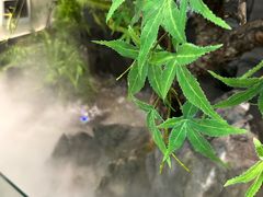 -大榕树下顺德菜(融创茂店)