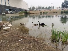 -洋湖国家湿地公园