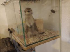 -平行世界·猫咖(首经贸店)