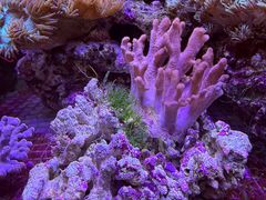 -中环花鸟鱼虫市场