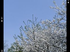 -南山植物园