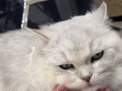 -怪兽屋·羊驼·猫咖·狗咖(俊华广场店)