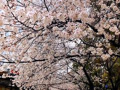 -玛格萝妮比萨屋(四平店)